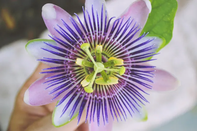 Purple Passion flower close up
