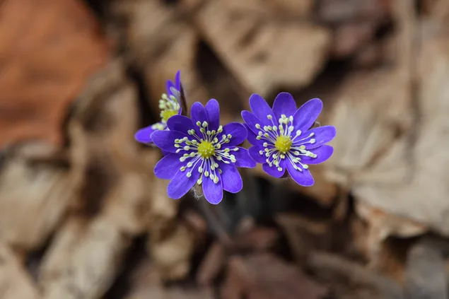 Paarse wilde bloemen levermos macrofotografie