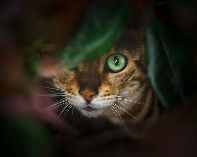 Ekspresi bingung kucing tabby dengan mata hijau di antara dedaunan dan bayangan hijau