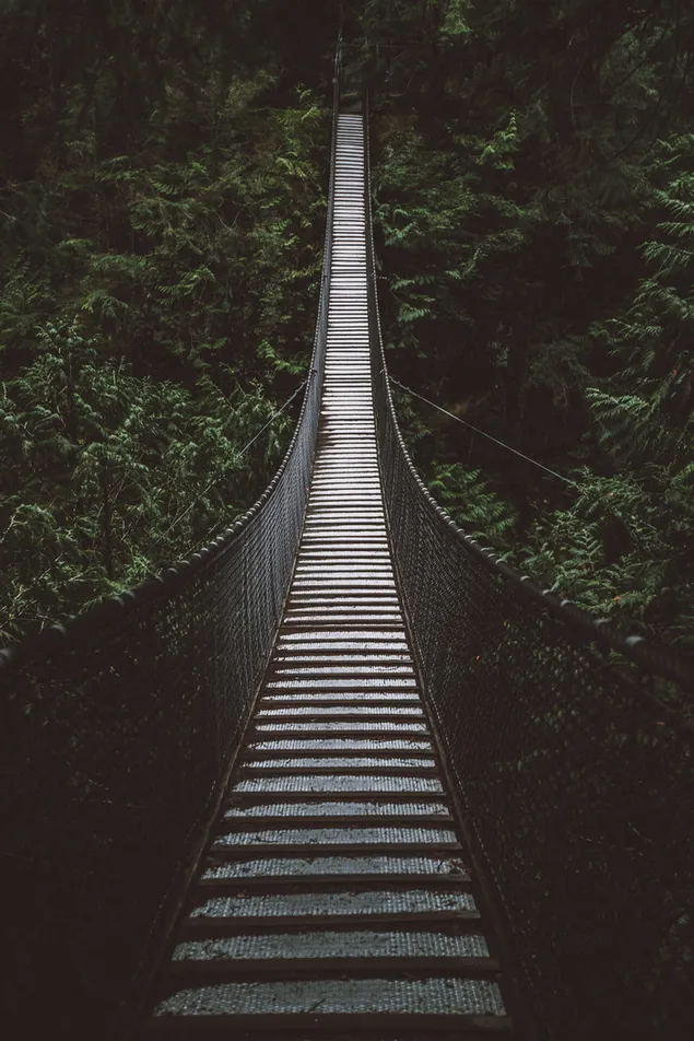 橋、ロープのつり橋、吊橋、木の森 ダウンロード