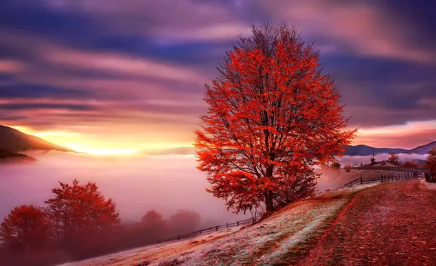 秋の霧の上に木がそびえ立つ