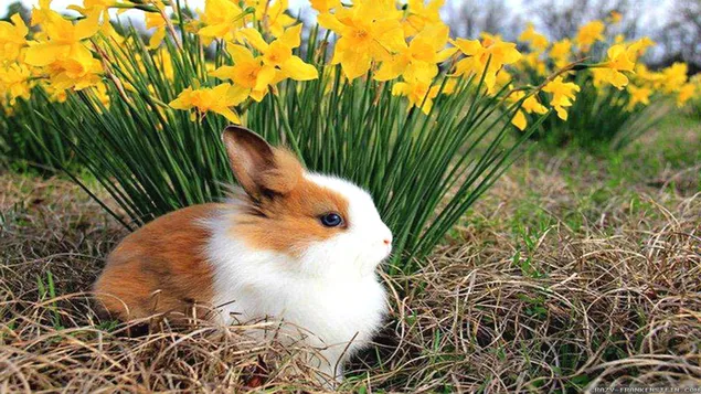 Kaninchen feiert den Frühling zwischen gelben Blumen und verwelktem Gras herunterladen