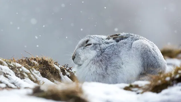 Kaninchen, das im Schnee schläft herunterladen