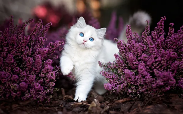 ラベンダーの花の子猫
