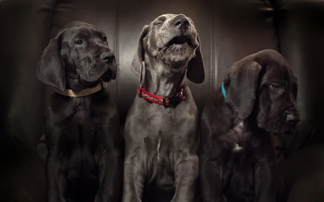 ラブラドール、子犬、犬、黒ビーグル 3 匹
