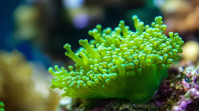 الطحالب الكبيرة الهشة Radiant Codium ذات الحيوية المضاءة بأشعة الشمس 4K خلفية