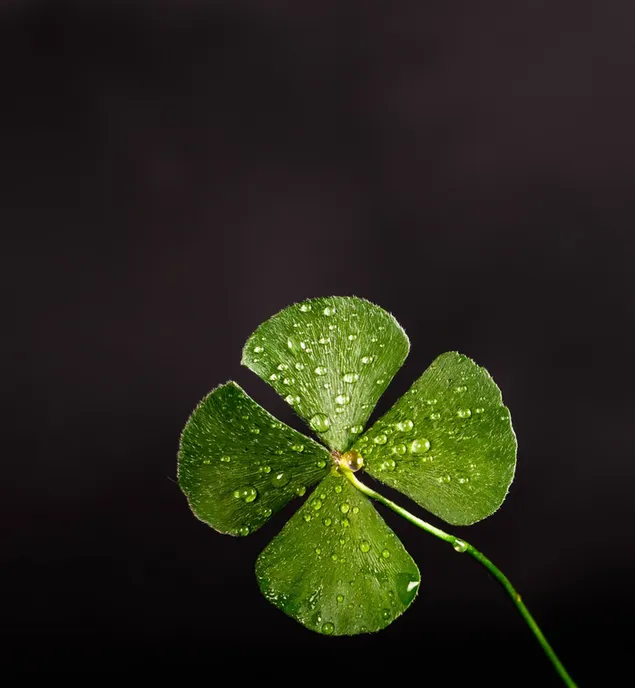 Rain drops on the green four leaf clover black background 