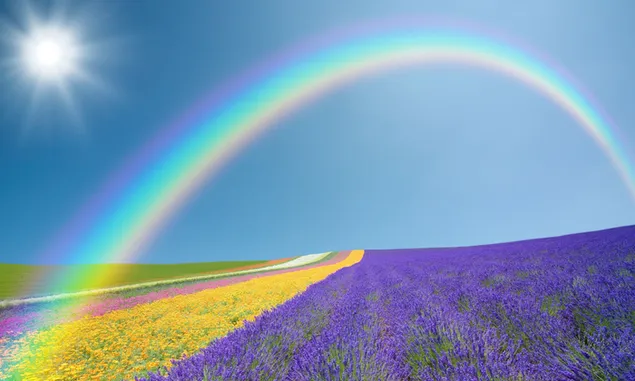 Rainbow formed in a field of colorful flowers at a time when the sun is high 2K wallpaper