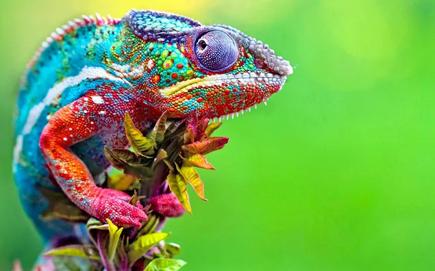 Rainbow lizard