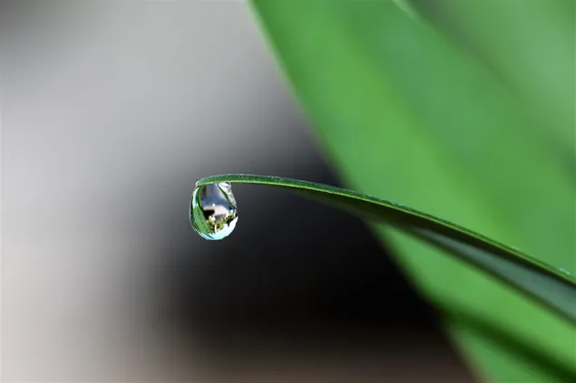 Raindrop on the tip of a leaf