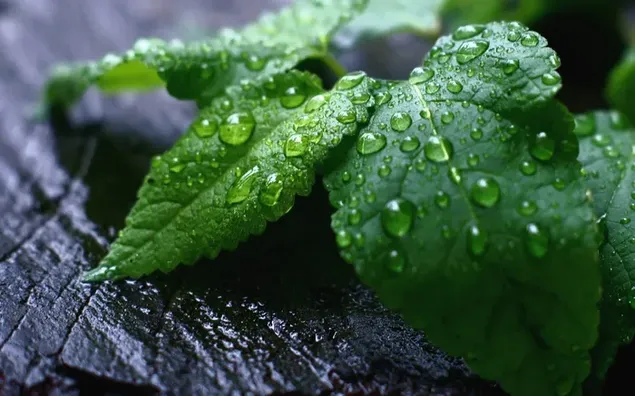 Raindrops accumulating on fresh mint leaf on black wooden floor
