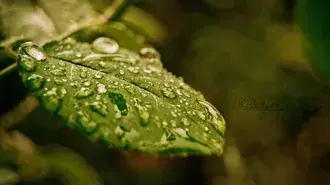 Dežne kaplje na listih 4K ozadje
