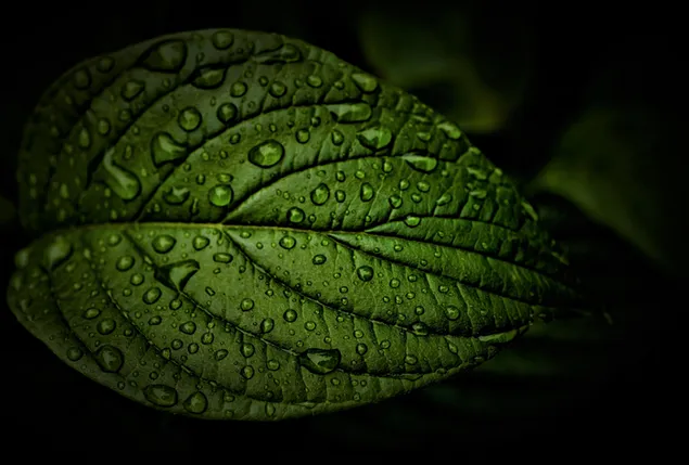 gotas de lluvia sobre hojas exuberantes 4K fondo de pantalla