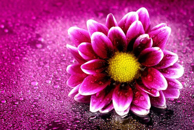 Gotas de lluvia en la flor rosa 4K fondo de pantalla