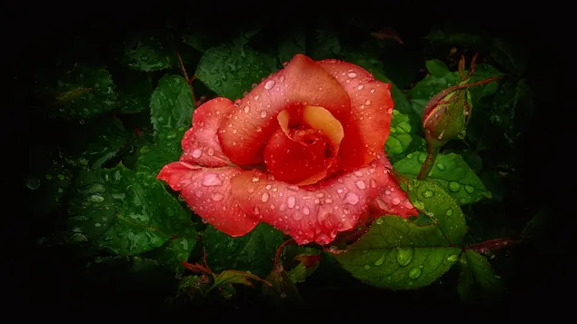 Raindrops on the red rose 2K wallpaper