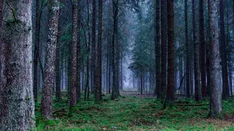 rainy forests download