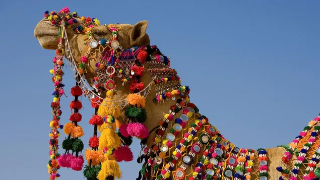 Rajasthan Camel Safari download