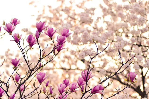 Rama de árbol de flor de magnolia rosa