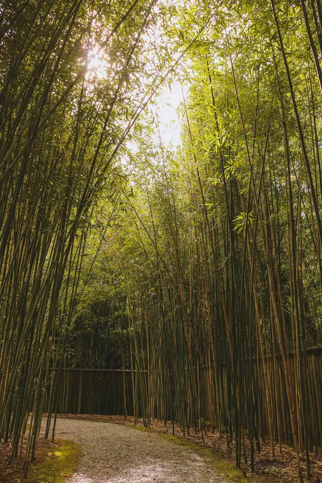 Rayo de luz a través del bambú