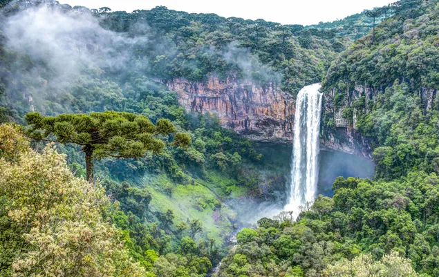 熱帯雨林の滝