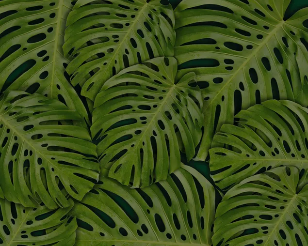 熱帯植物-穴のある葉