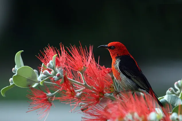 Rood en zwart gekleurde vogel en natuur download