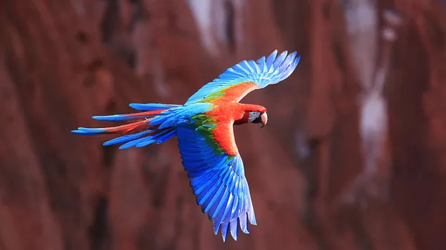 Red and Blue Macaw 