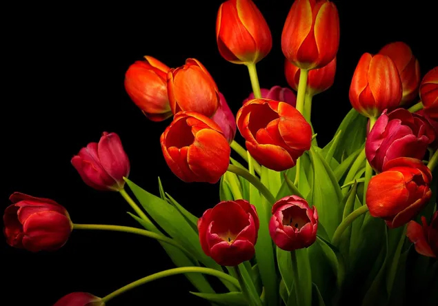 Rote und orangefarbene Tulpen 2K Hintergrundbild