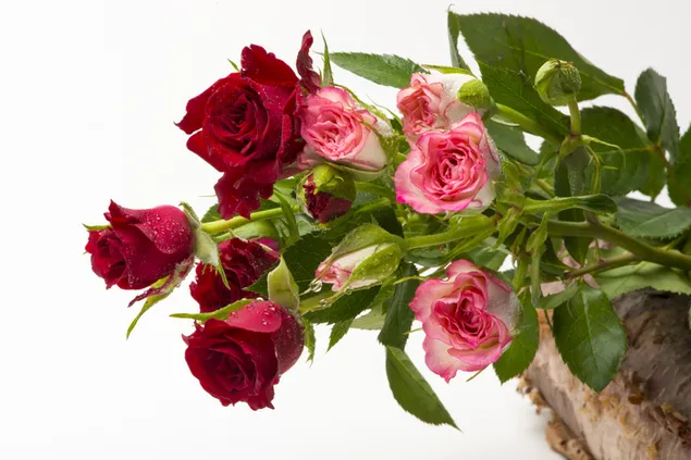 Rote und rosa Rosen 6K Hintergrundbild