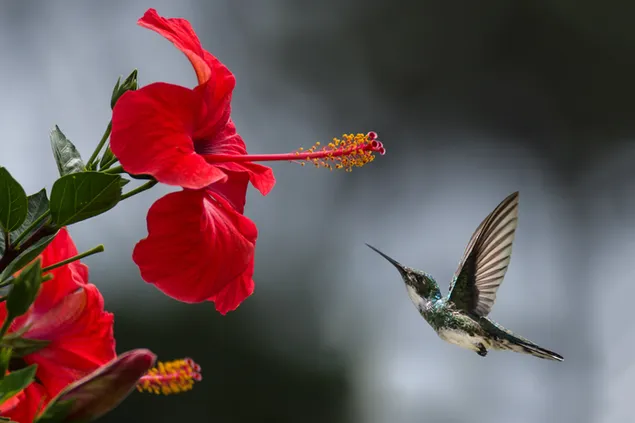 Red China Rose and bee-eater download
