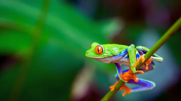 Red-eyed small Tree Frog 4K wallpaper download