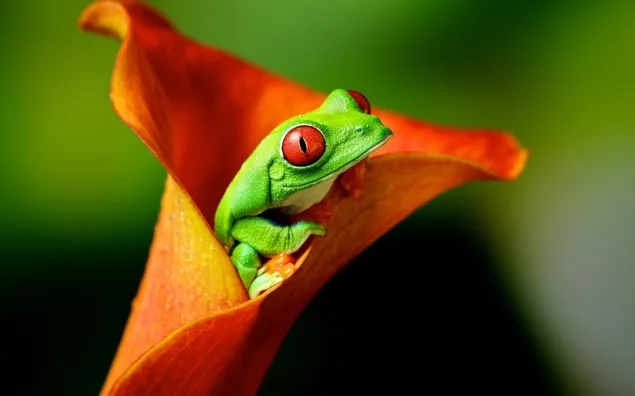 Red-Eyed Tree Frog Inside a Calla Lily download
