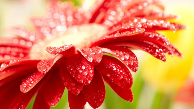 Red flower and droplets on it 4K wallpaper