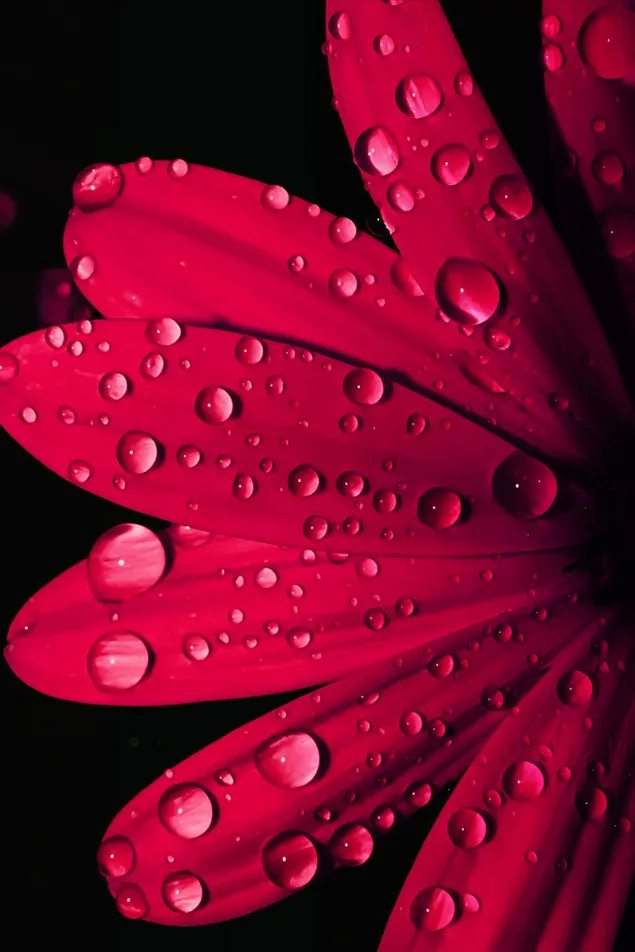 Red flower with raindrops on its leaves in front of a black background