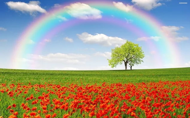Red flowers and a rainbow appearing in a cloudy sky