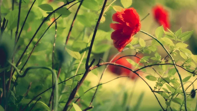 Rote Blumen Hintergrund 2K Hintergrundbild
