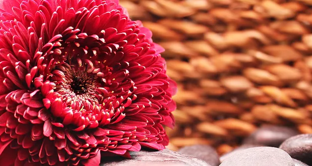 Rote Gerbera-Blume 4K Hintergrundbild