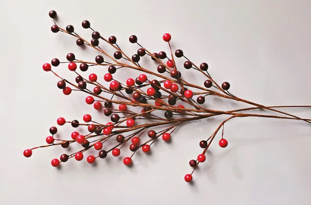 Rote Stechpalmen-Blume Weihnachtsverzierung herunterladen