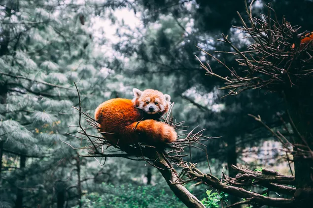 木を見つめるレッサーパンダ