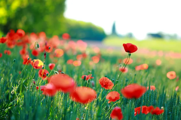 Red poppies in the field 2K wallpaper