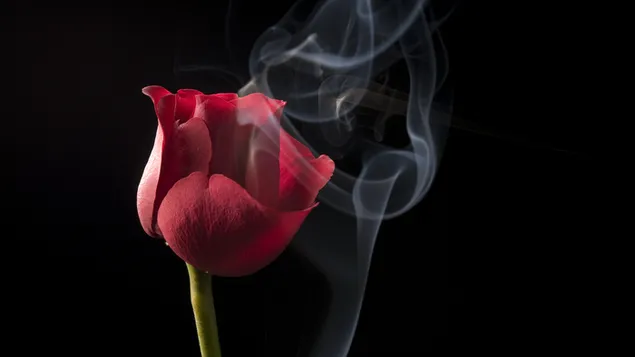 Red rose and smoke