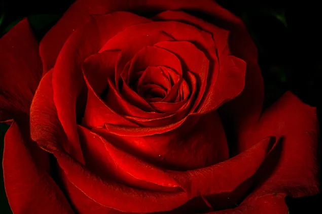 Rote Rose aus nächster Nähe 2K Hintergrundbild