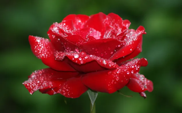 Rote Rose drückt Liebe aus 2K Hintergrundbild