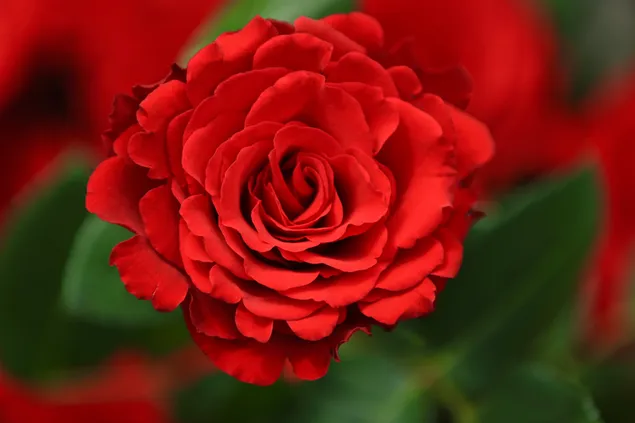 Rote Rosenblüte 4K Hintergrundbild
