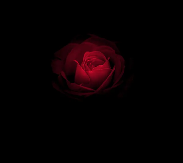 Rote Rose im Dunkeln