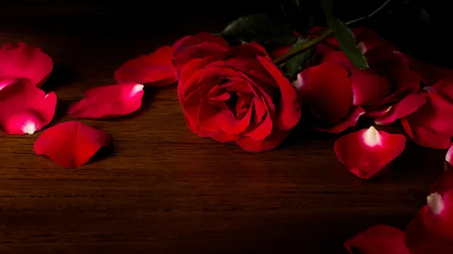 Rote Rosenblätter 4K Hintergrundbild