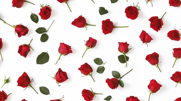 Roude Rosen géint e wäissen Hannergrond 2K Tapeten