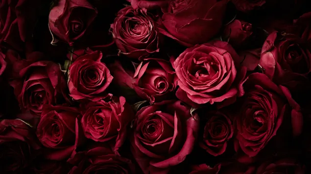 Hoa hồng đỏ bụi tải xuống
