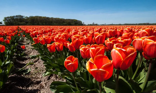 rode tulipanmark download