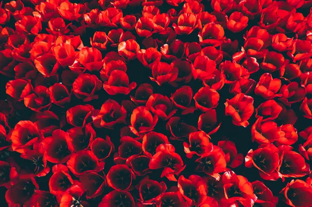 Roter Tulpenbusch 4K Hintergrundbild